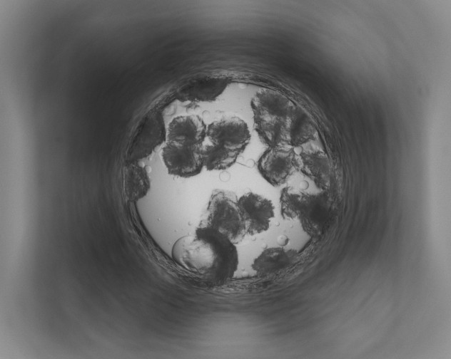X0000110900729200906180945