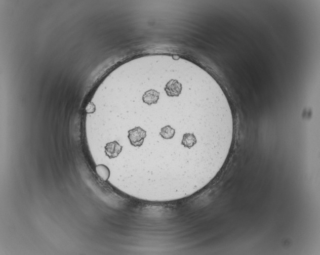 X0000110900298200907301612