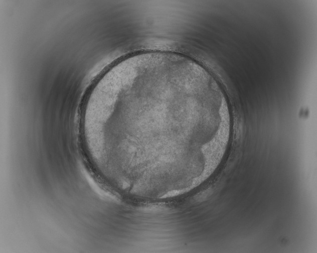 X0000110900674200907301607