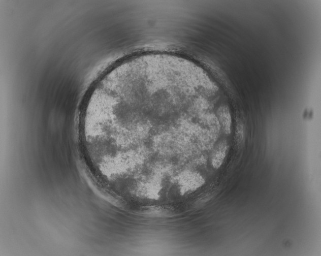 X0000110900678200907301607