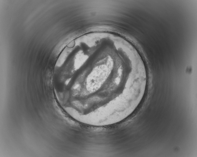 X0000110900945200907301603