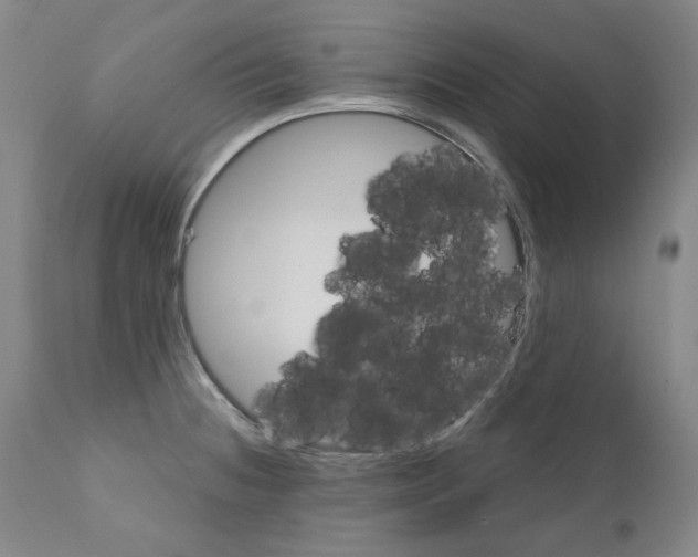 X0000110901236200907301559