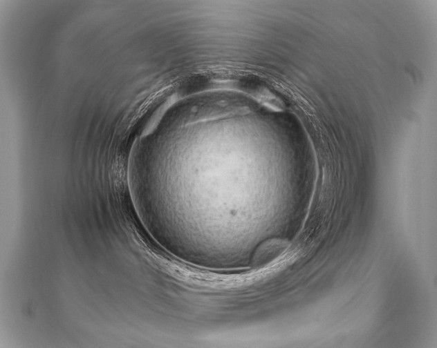 X0000110910048200906181352