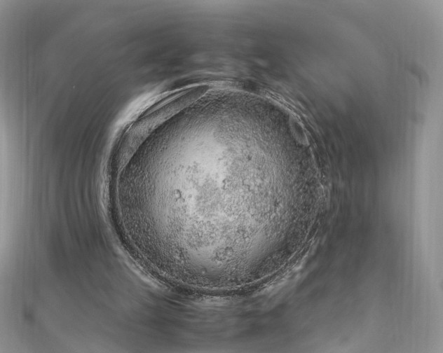 X0000110910149200906181350