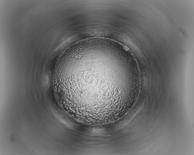 X0000110910165200906181350