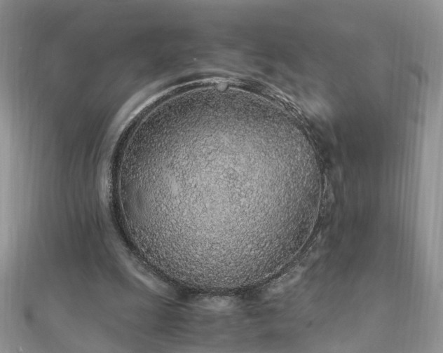 X0000110910247200906181349