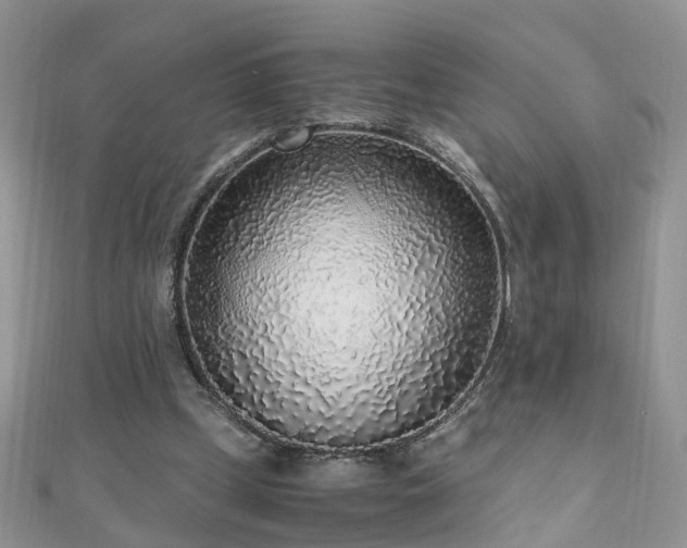 X0000110910249200906181349