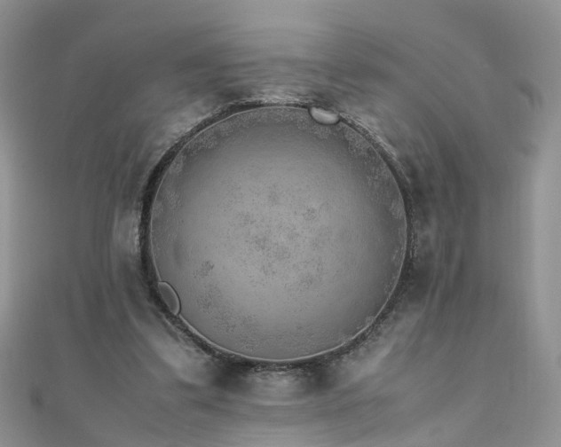 X0000110910299200906181349