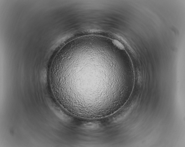 X0000110910447200906181346