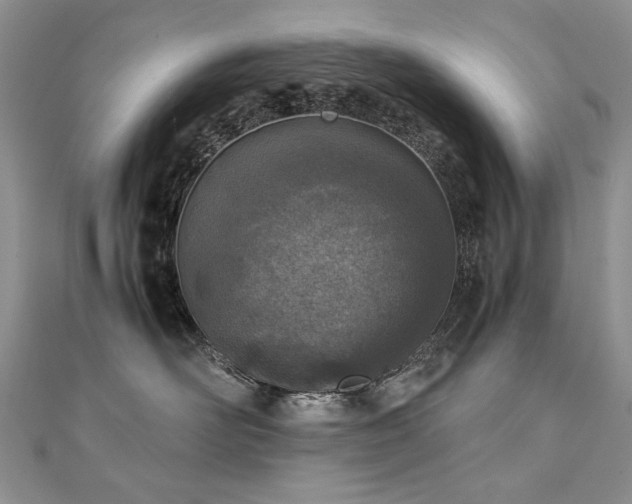 X0000110910526200906181345