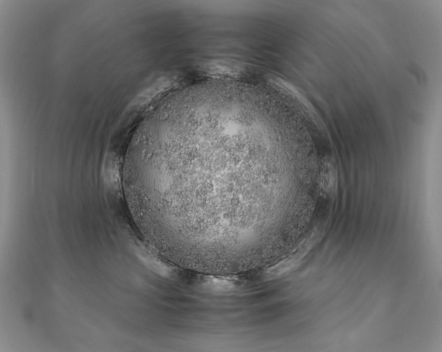 X0000110910573200906181345