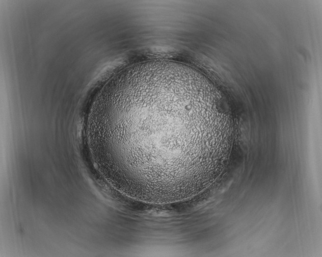 X0000110910742200906181343