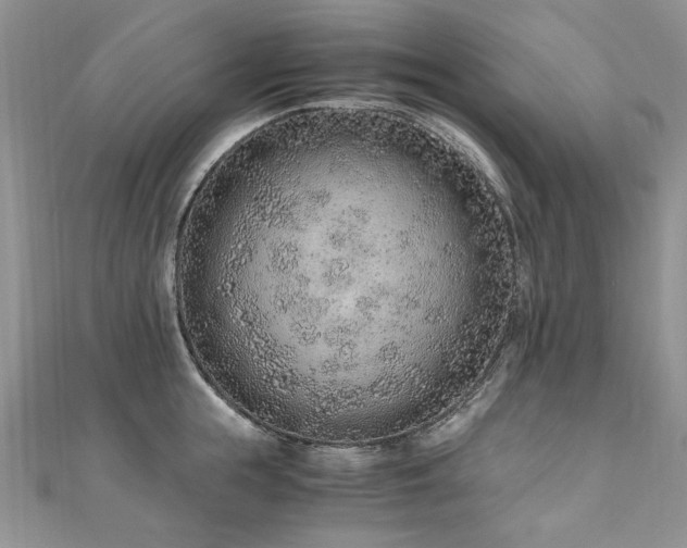 X0000110910855200906181342