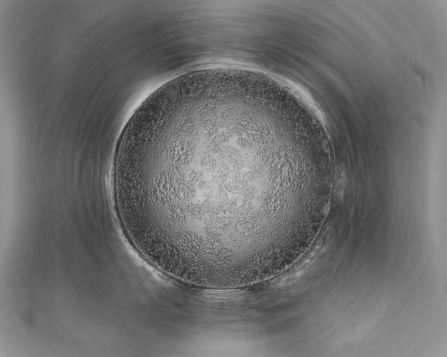 X0000110910863200906181342