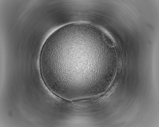 X0000110910959200906181340