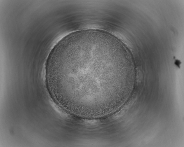 X0000110911031200906181338