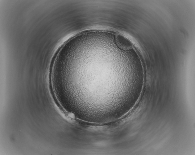 X0000110911237200906181336