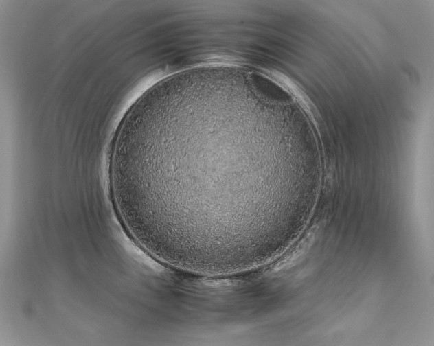 X0000110911243200906181336