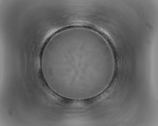 X0000110911267200906181335