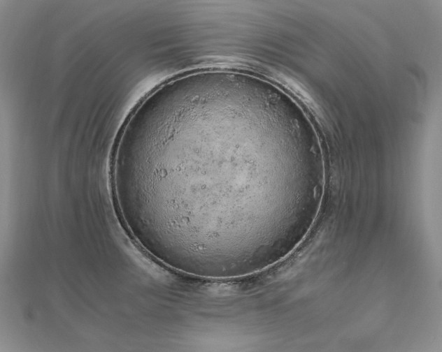 X0000110911283200906181335