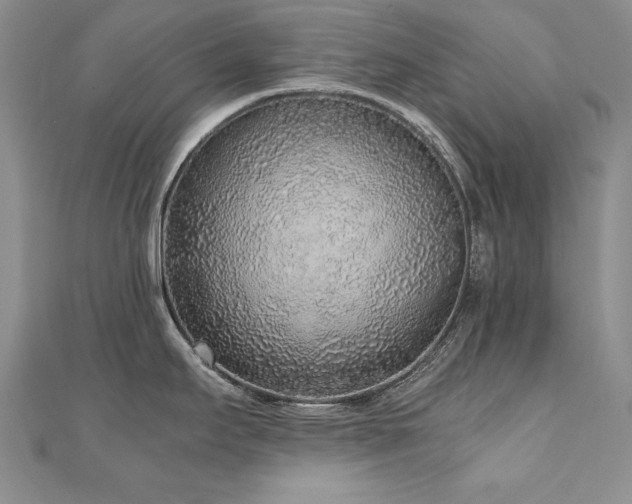 X0000110911295200906181335