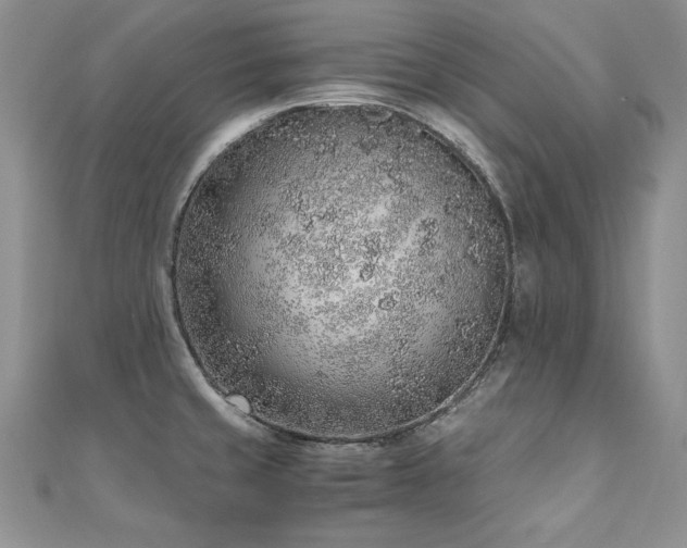 X0000110911429200906181334