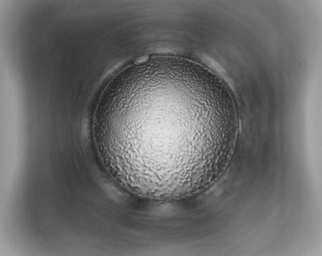 X0000110910249200906251403