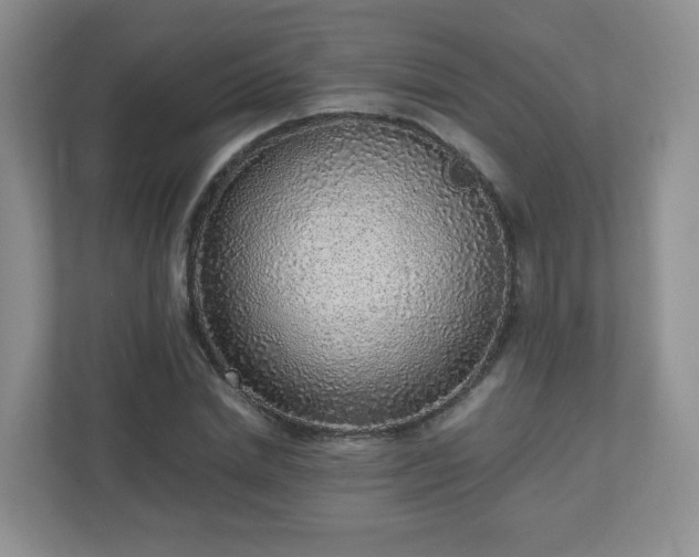 X0000110910830200906251356