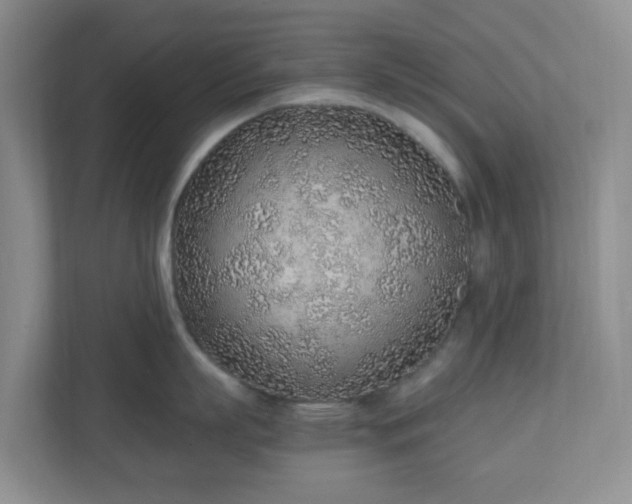 X0000110910863200906251356