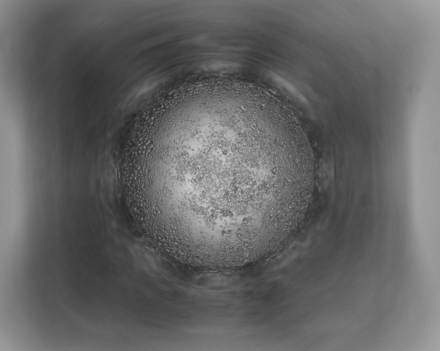 X0000110910917200906251354