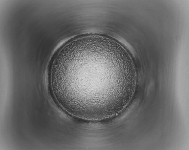 X0000110910983200906251354