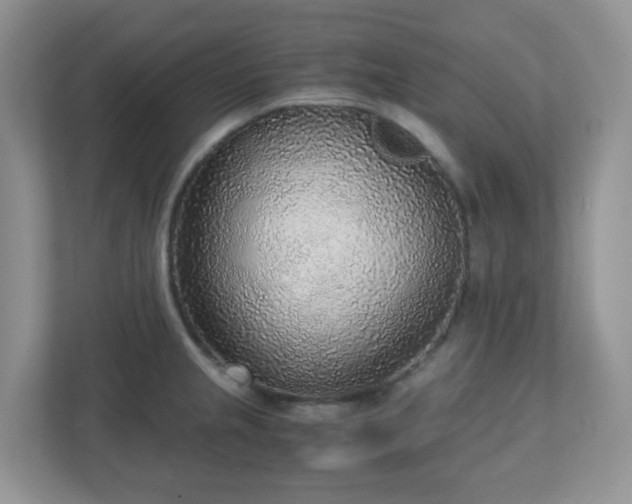 X0000110911237200906251351