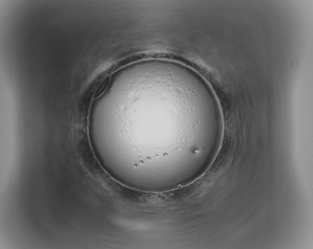 X0000110911255200906251350