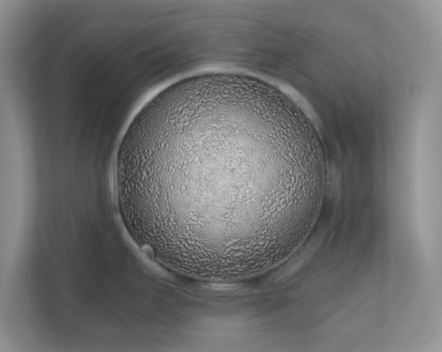 X0000110911295200906251350