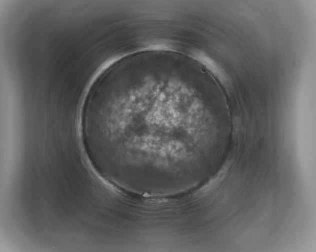 X0000110911331200906251350