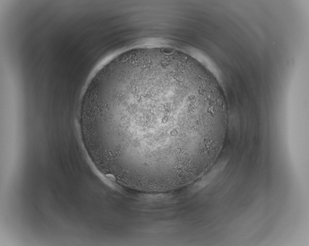 X0000110911429200906251348