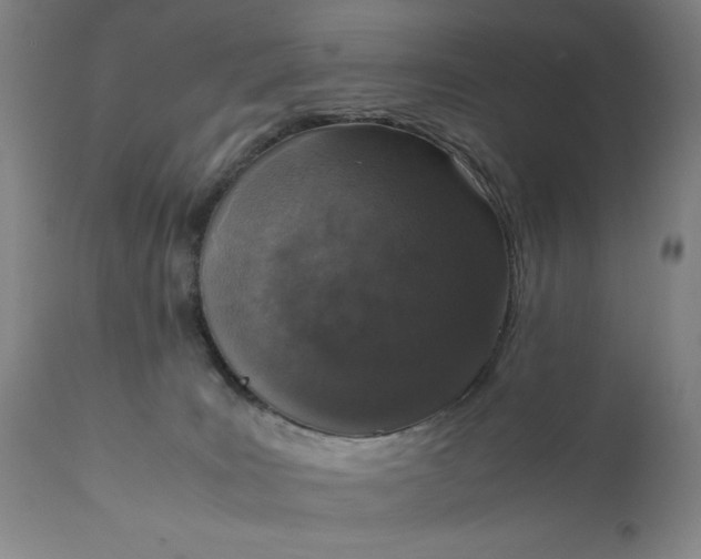 X0000110910035200907021445