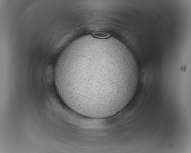 X0000110910036200907021445