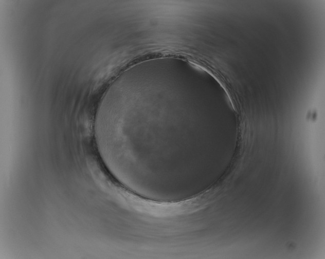 X0000110910039200907021445