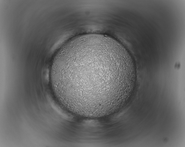 X0000110910067200907021445