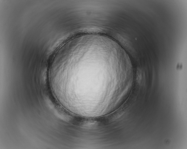 X0000110910206200907021443