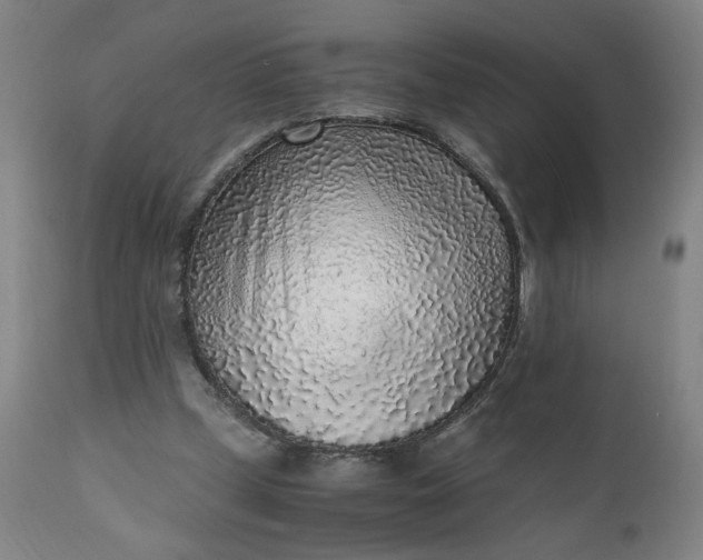 X0000110910249200907021442