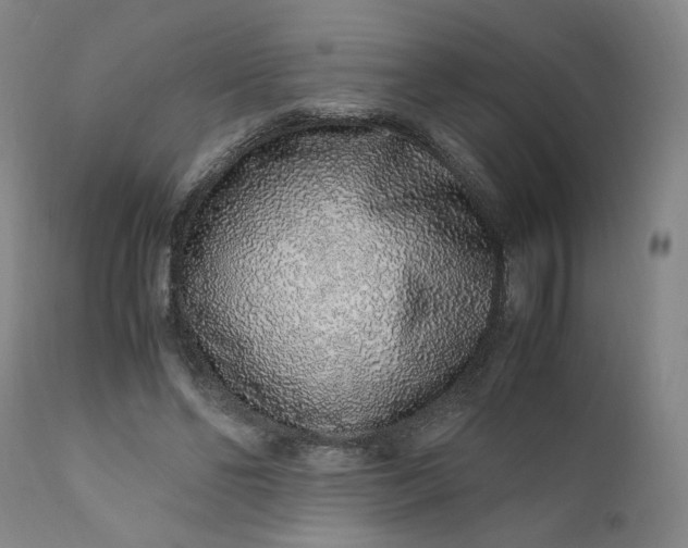 X0000110910494200907021438