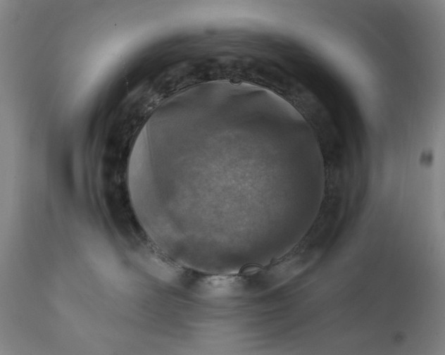 X0000110910526200907021438