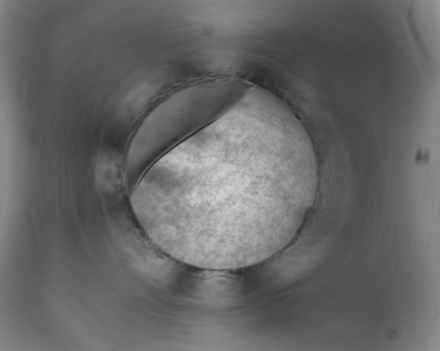 X0000110910528200907021438