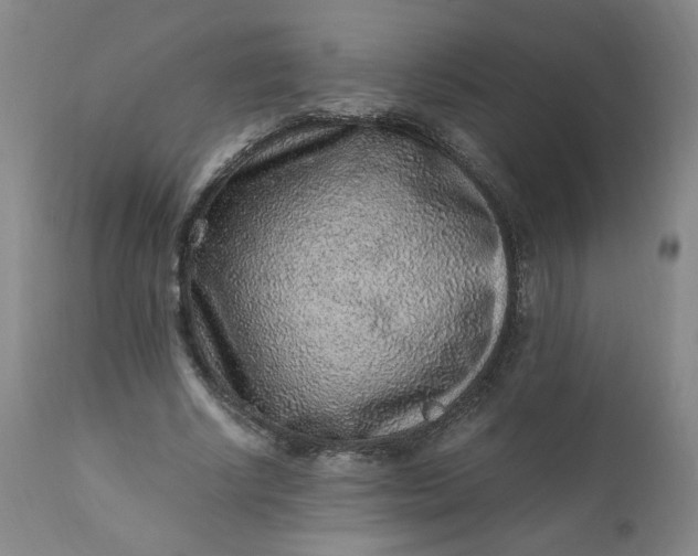 X0000110910634200907021436