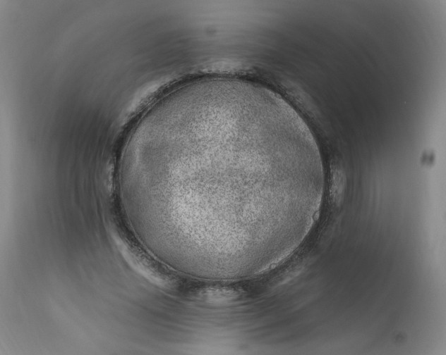 X0000110910636200907021436