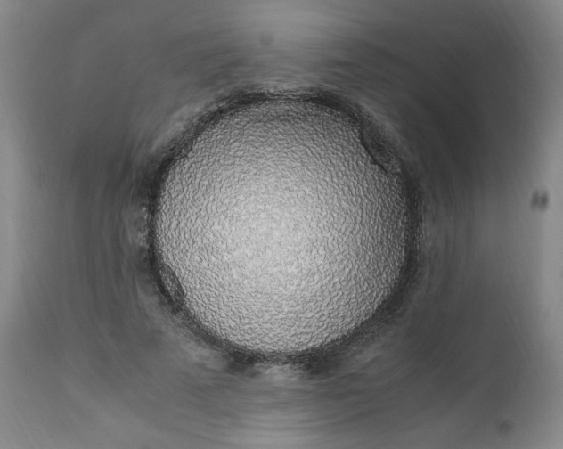 X0000110910689200907021435