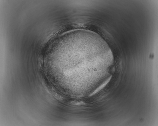 X0000110910747200907021435