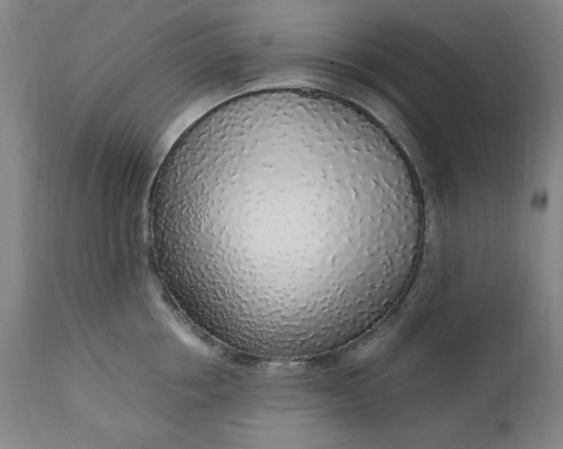 X0000110910858200907021433